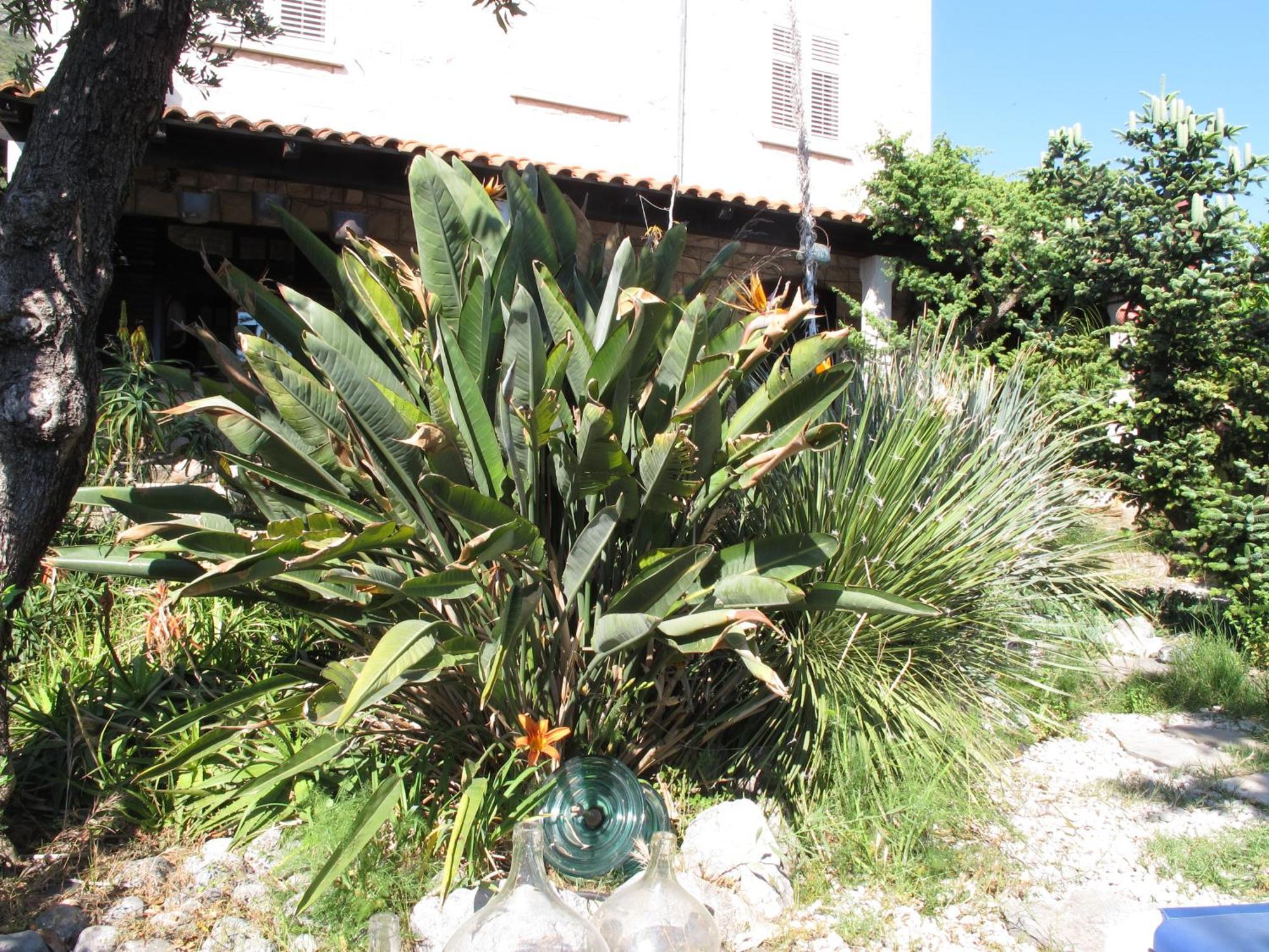 Guest House Maria Bilicic 2 Dubrovnik Buitenkant foto
